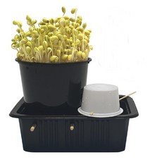 콩나물키우기관찰