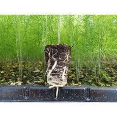 아스파라거스종근