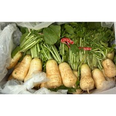 국내산 알타리 총각무 1단 총각김치 알타리김치 초롱무(초롱무로 발송), 1개, 3kg내외