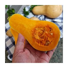제주 버터넛스쿼시 땅콩호박 달콤고소 영양가득 1.5kg, ONE COLOR, ONE SIZE