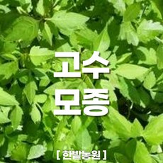 고수모종