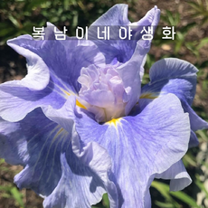 아이리스 엔사타 웨이브액션 [2포트 복남이네야생화 모종 퍼플 붓꽃 iris], 2개 - 아이리스코리아웨이브