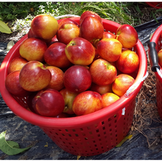 금홍천도복숭아