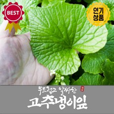 허니비 당일선별 최상급 국내산 고추냉이잎 와사비잎, 400g, 1개, 400g