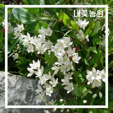 내꽃농원 애기말발도리 포트 4주 묶음