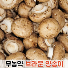[쫄깃쫄깃 식감] 무농약 브라운 양송이 (정품 실속형) / 브라운양송이 무농약양송이 무농약브라운양송이 양송이버섯 버섯양송이, 1박스, 1kg (정품)