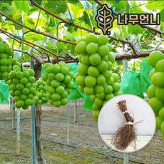 샤인머스켓나무