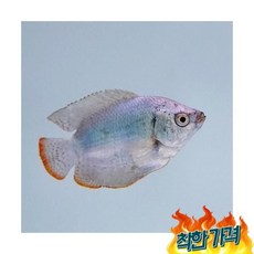 열대어 [구라미] 코발트 구라미 4cm 내외 물고기 키우기, 1개