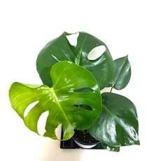 델리치오사키우기