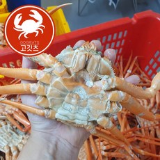 고깃츠 구룡포 연지 홍게 제철 자숙 홍개 홑게 시세, 프리미엄 연지홍게 2kg, 1개