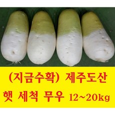 (제주무우 24년산 ) 햇 무우 무 10kg~18kg 햇 배추, 제주도 햇무 10kg(정품특품/세척/6~9과), 1개