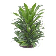 드라세나콤팩타