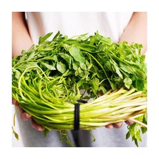 해독효과 봄철채소 미나리 2kg, ONE COLOR, 국산 싱싱한 미나리 2KG