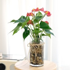 중품 수경재배식물 DIY세트 실내공기정화식물, 안스리움레드, 에그석, 1개