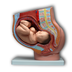 임산부모형 임신태아모형 임신체험교육 용품