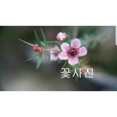 콩플라워 호주매화 핑크홑꽃50