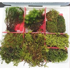 고스파최강천연태8종류 Ms.고케 작은 돌 부착초심자도 경험자 많이 들어 가 곧바로 시작해집니다 이끼 re우무 유리 그릇 키트 (다음날～다음 다음날 발송), 사이즈 = 다음날～다음 다음날 발송, 본문참고