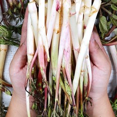 땅두릅 두릅1kg 1.5kg 2kg 겨울 두릅 두릎, 두릅 1kg, 1개