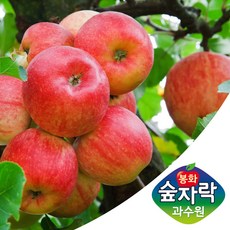 숲자락 부사 사과 중과 5kg(17-19과) 경북 봉화 정과 산지직송, 1개