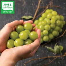 (현대백화점) 경산 저탄소 샤인머스켓 씨없는 청포도 1.5 kg (2송이)