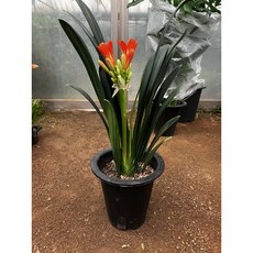 신품종 막실라리아 대품 꽃대있어요 [이연숙TV꽃배달 ], 1개