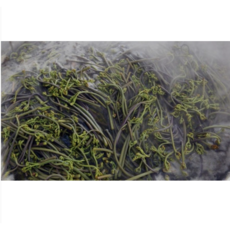 직접 손질 제주햇고사리600g [원산지:국산(제주특별자치도 제주시)], 1개, 600g