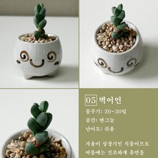 보거스플라워 미니다육이 산세베리아 스투키 정야 베이비핑거 홍미인 귀여운화분, 1개, 벽어언