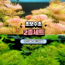 수초 TOP01