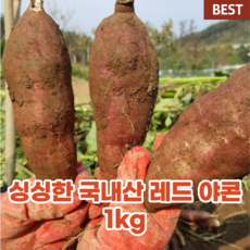 국내산 국산 레드 야콘 3kg 5kg 생 햇 토종 야콘 생과 건강 프리미엄 즙 컬러 푸드 혈당 당뇨 몸에 좋은 음식