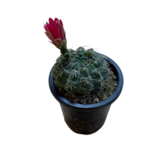 비화옥