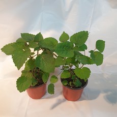 초록마을해바라기씨유
