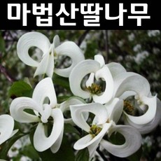 산딸나무