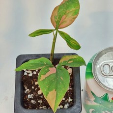 싱고니움핑크스팟