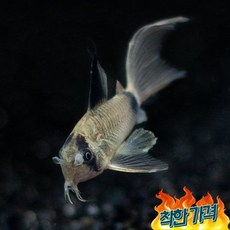 코리도라스 팬더 Sailfin 1마리 (4cm 전후)