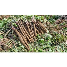 식자재우엉채2kg