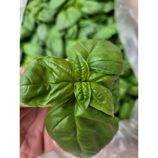 야채왕 향긋한 생바질 스위트바질 생잎 Basil 바실 100그램 500그램, 100g, 1개