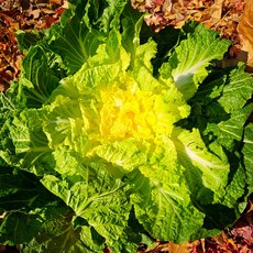 [할매농수산] 진도 봄동 배추, 1박스, 2kg