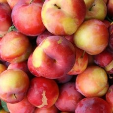 김천자두-추천-상품