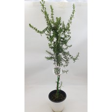 클리핑로즈마리