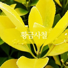 황금사철나무
