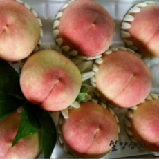 햇살어린복숭아