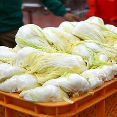 절임배추 강원도 고랭지 김장배추 20kg 영월 절인배추 휘파람, 국내산절임배추 [20kg]불암플러스, 11월 15일 (금)
