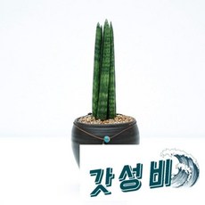  () 스투키7촉 장인수공예품 옹기화분 공기정화 