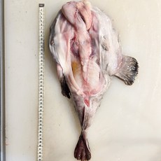 국내산 동해안 생아구 안키모 생물 아귀 손질 찜 탕 수육, 2개, 1.4kg이내 통짜