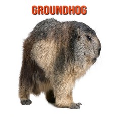Groundhog: Fun Facts & Cool Pictures Paperback, Independently Published, English, 9798564263481