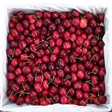 고당도 생체리1kg 프리미엄 왕체리 항공직송, 1개
