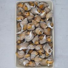현장조업 동해안 백골뱅이 백고동 통골뱅이 생골뱅이 1kg, 1개, 백고동 1kg 소소(60-70미)