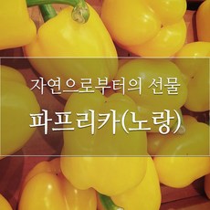 파프리카1.2