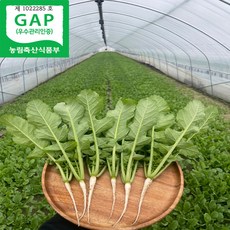 청년농장 싱싱 포천 열무 2kg 4kg 당일수확