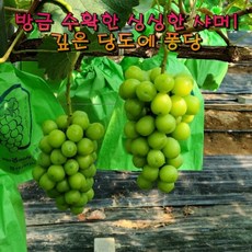 추석선물용 고당도 특등품 김천 샤인머스켓 500g/1kg/2kg/4kg